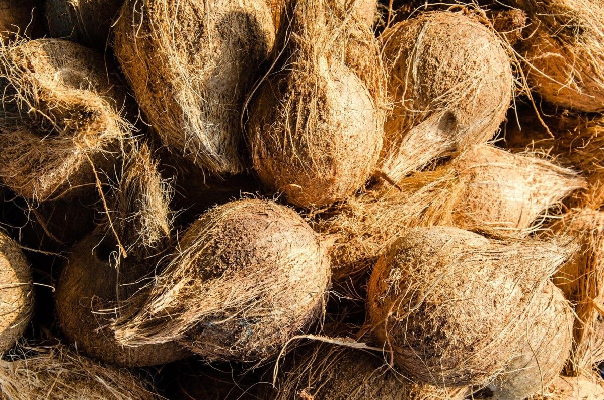 Fibre di cocco – Hüsler Nest